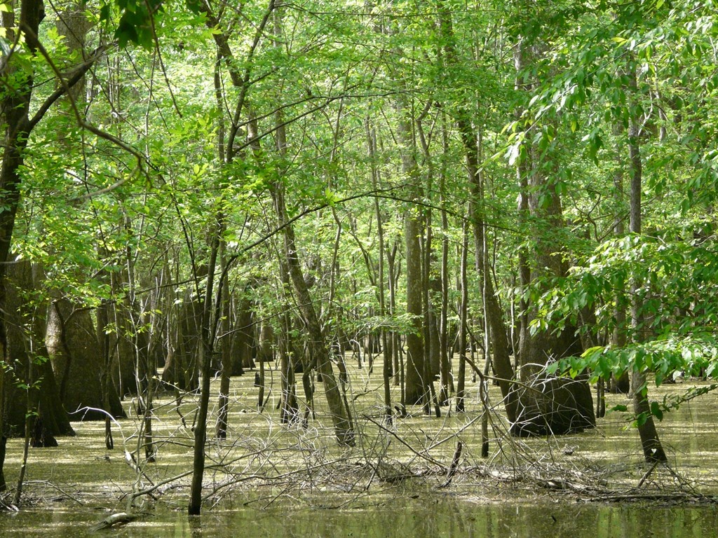 Spring and Congaree National Park