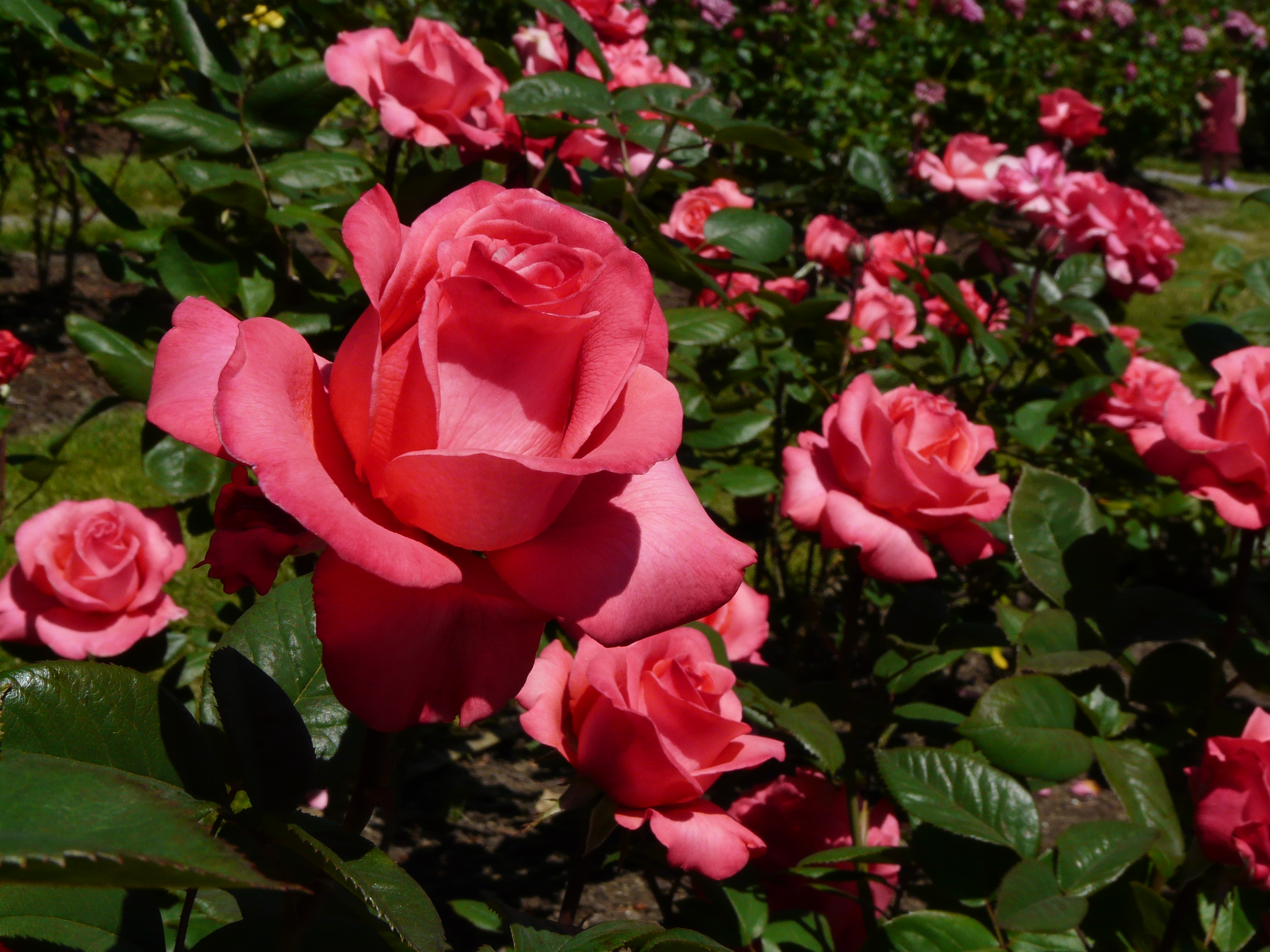 Show Your Love With a Dozen Roses?